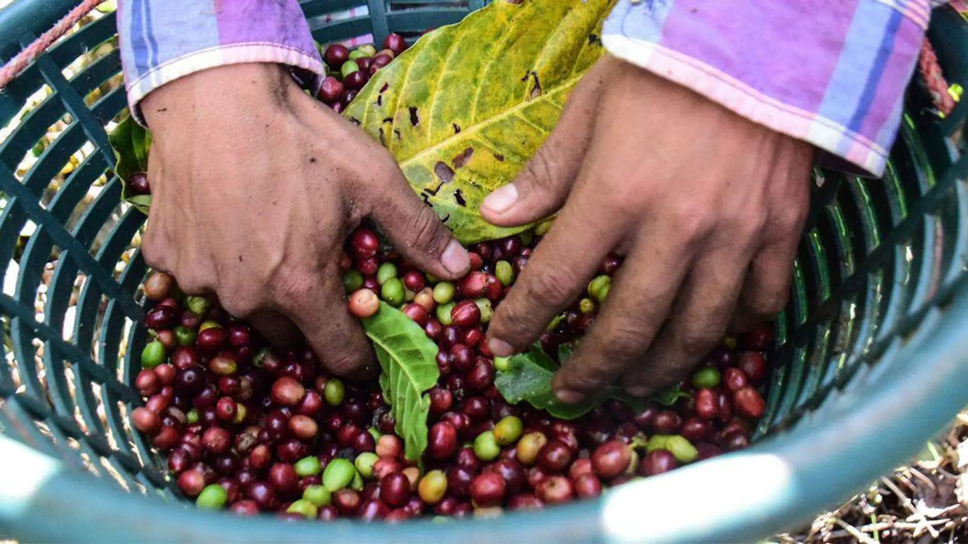 Puebla es uno de los estados más importantes en cuestiones cafetaleras